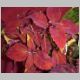 Coleus Pat Martin